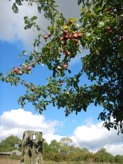 Yum - if only I was taller. 