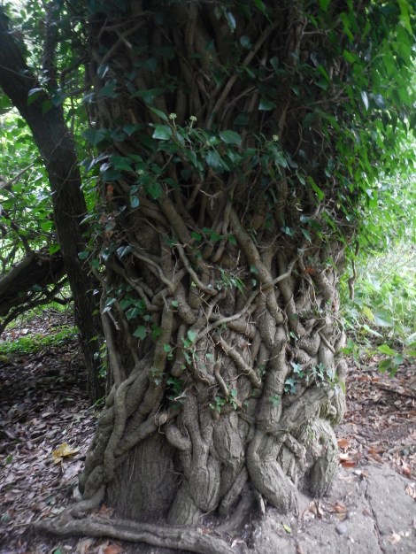 The coolest tree EVER! 