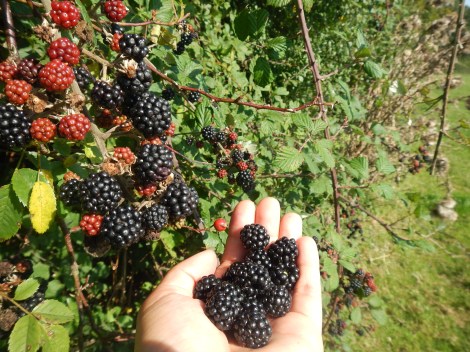 The best free walking snack ever 